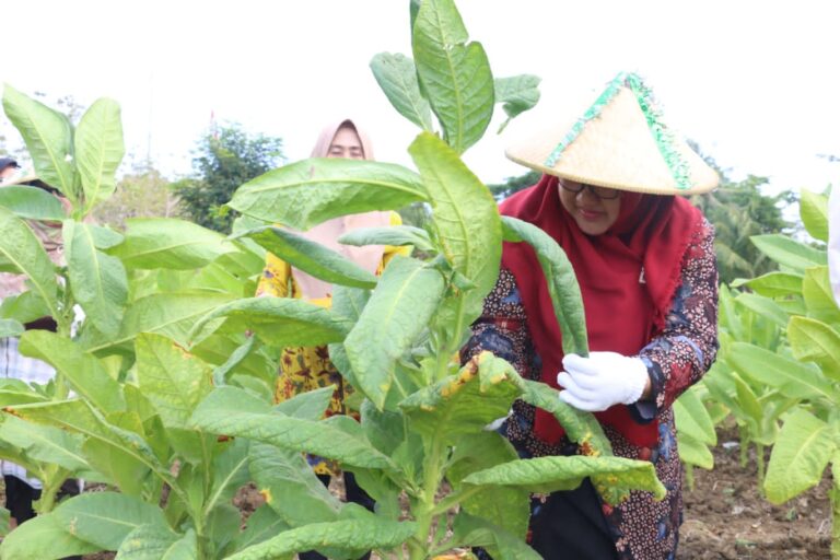 Panen Perdana Tembakau Di Pulau Bawean, Momentum Awal Jadikan Tembakau Sebagai Komoditi Andalan