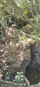 Foto Tanah Kas Desa Masangan yang terdapat potensi alam berupa Goa Cagar Alam 